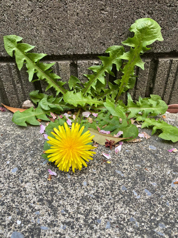 お墓参りとたんぽぽの花