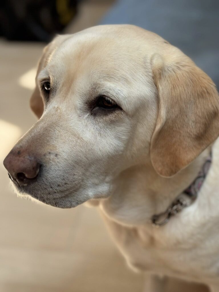 日本盲導犬協会・我が家の姫ちゃん