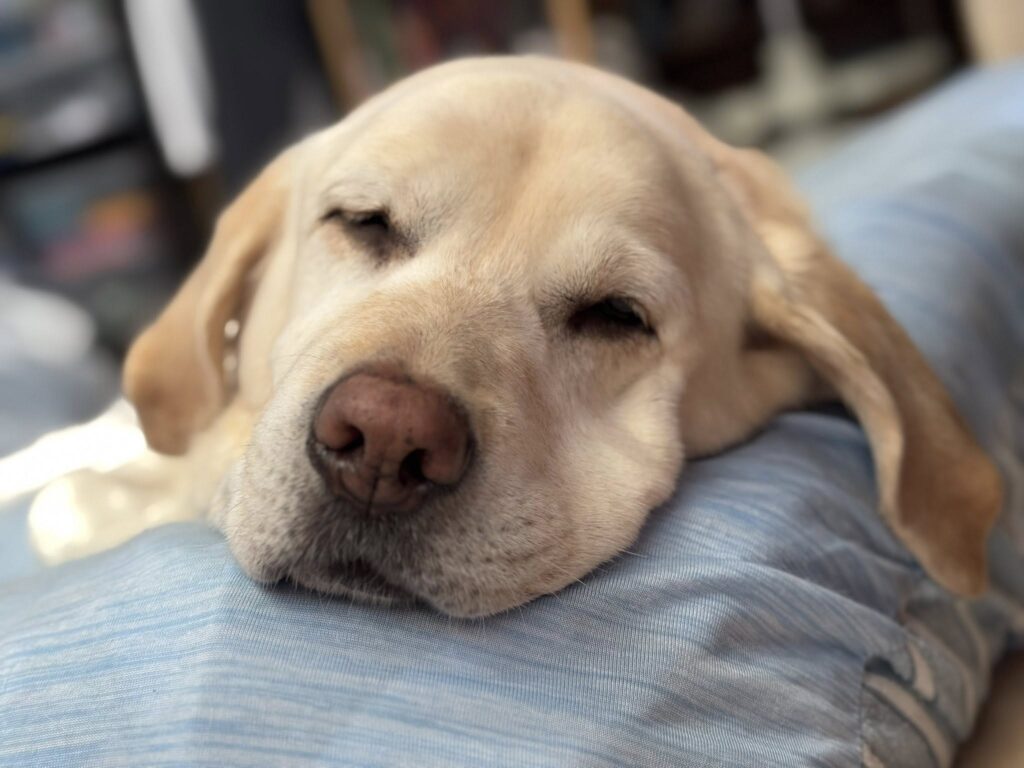 日本盲導犬協会・我が家の姫ちゃん