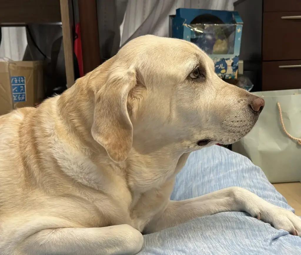 愛犬・アテナ