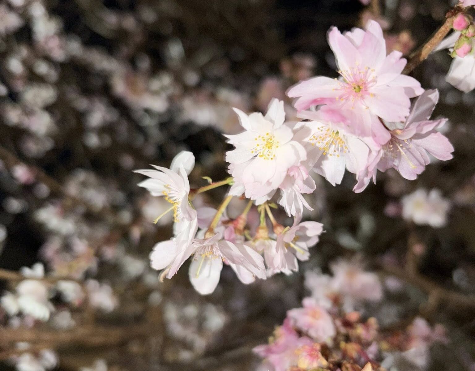 【大晦日】令和7年の大晦日を迎えて