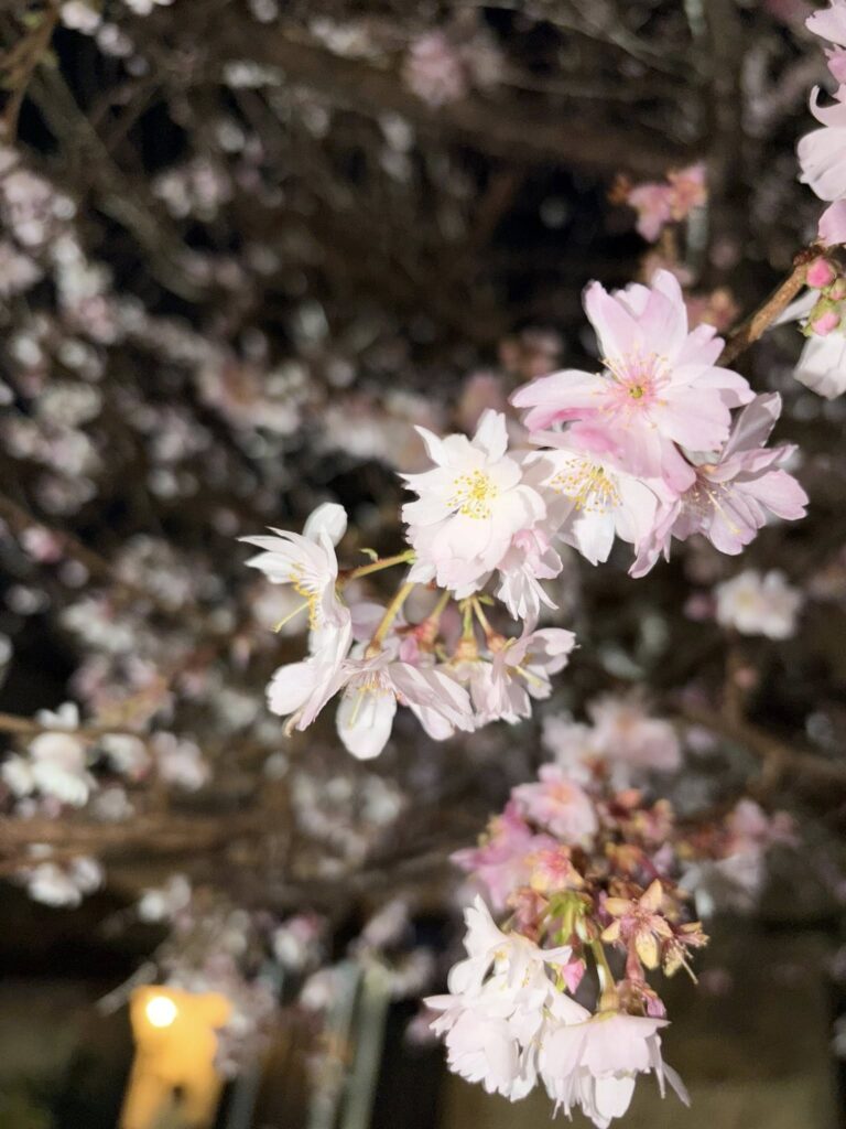 【大晦日】令和7年の大晦日を迎えて